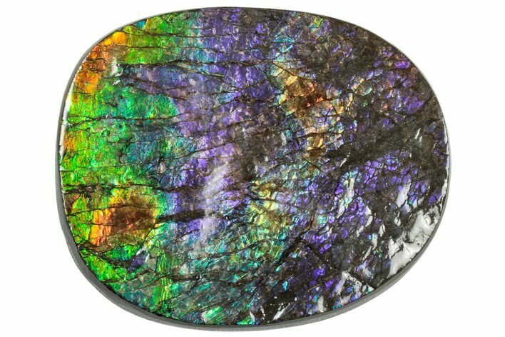 Iridescent Ammolite (Fossil Ammonite Shell) - Rare Purples #310320